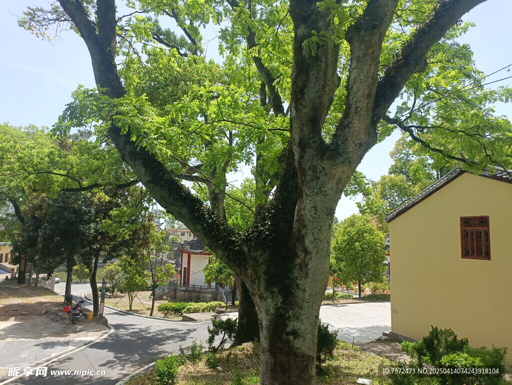 园林绿化