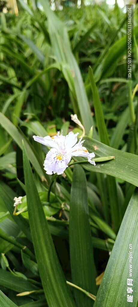 蝴蝶花