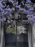 紫藤