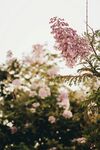 蓝花楹
