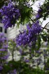 蓝花楹