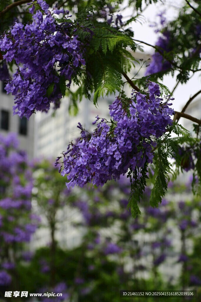 蓝花楹