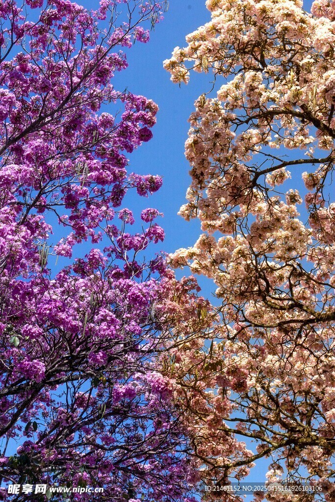 蓝花楹