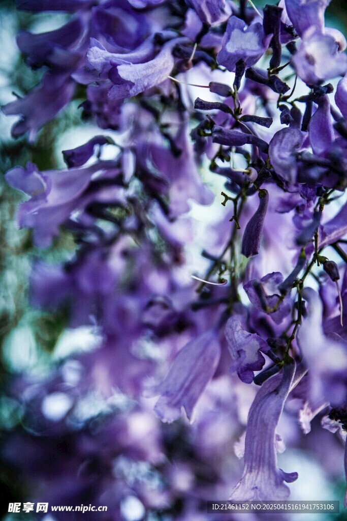 蓝花楹