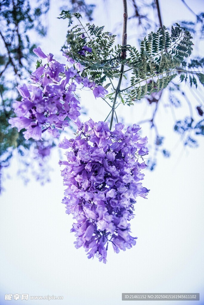 蓝花楹