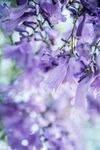 蓝花楹