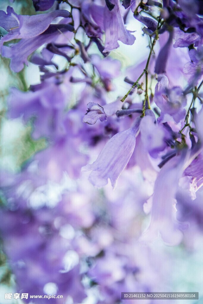 蓝花楹