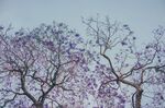 蓝花楹