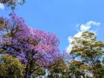 蓝花楹
