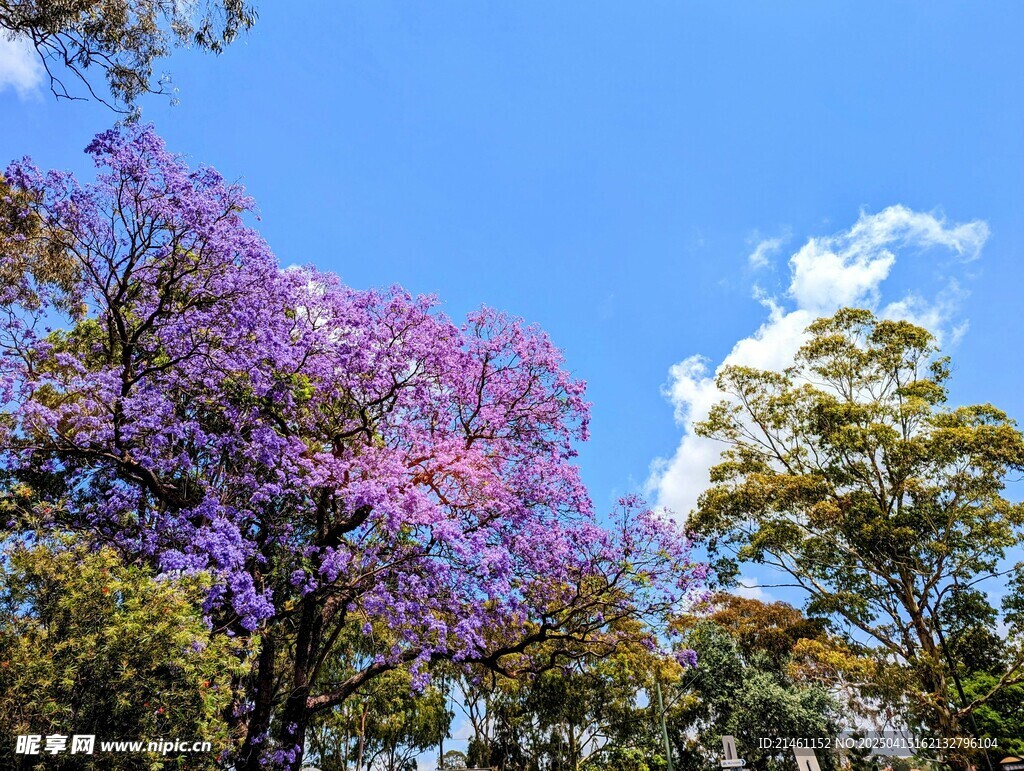 蓝花楹