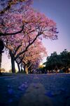 蓝花楹