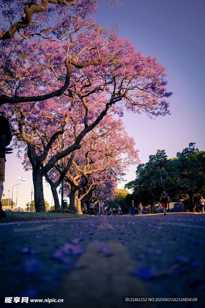 蓝花楹