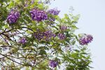 蓝花楹