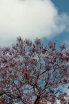 蓝花楹
