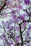 蓝花楹