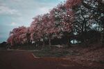 蓝花楹