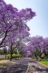 蓝花楹
