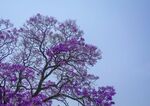 蓝花楹