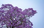 蓝花楹