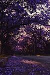 蓝花楹