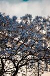 蓝花楹
