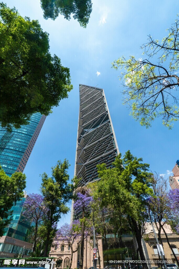 蓝花楹