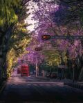 蓝花楹