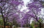蓝花楹