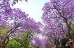 蓝花楹