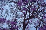 蓝花楹