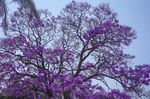 蓝花楹