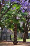 蓝花楹
