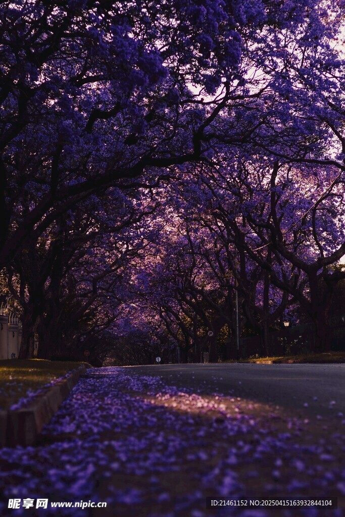 蓝花楹