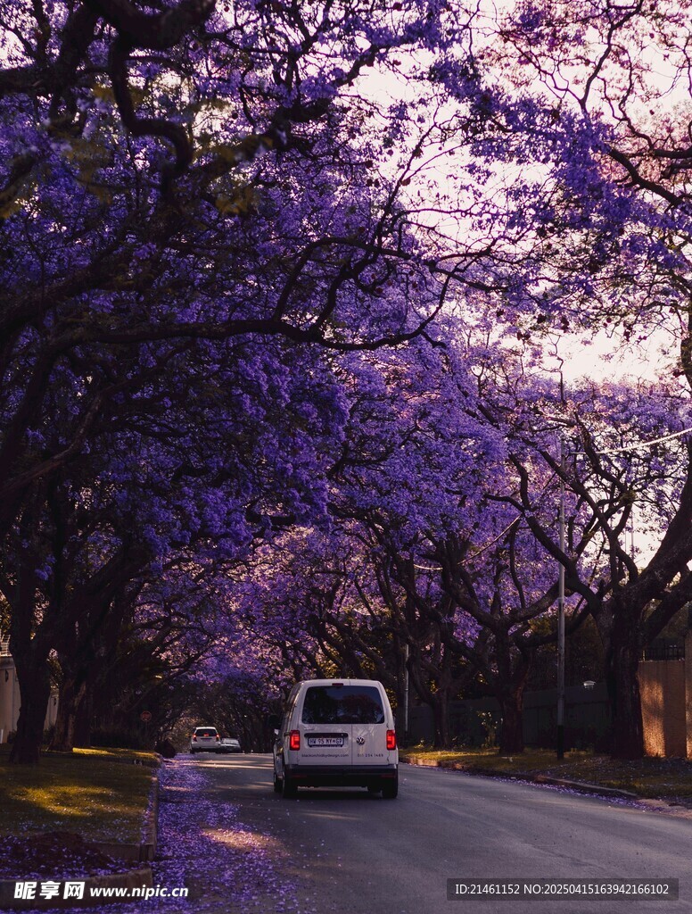 蓝花楹