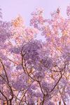 蓝花楹