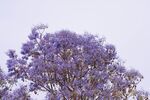 蓝花楹