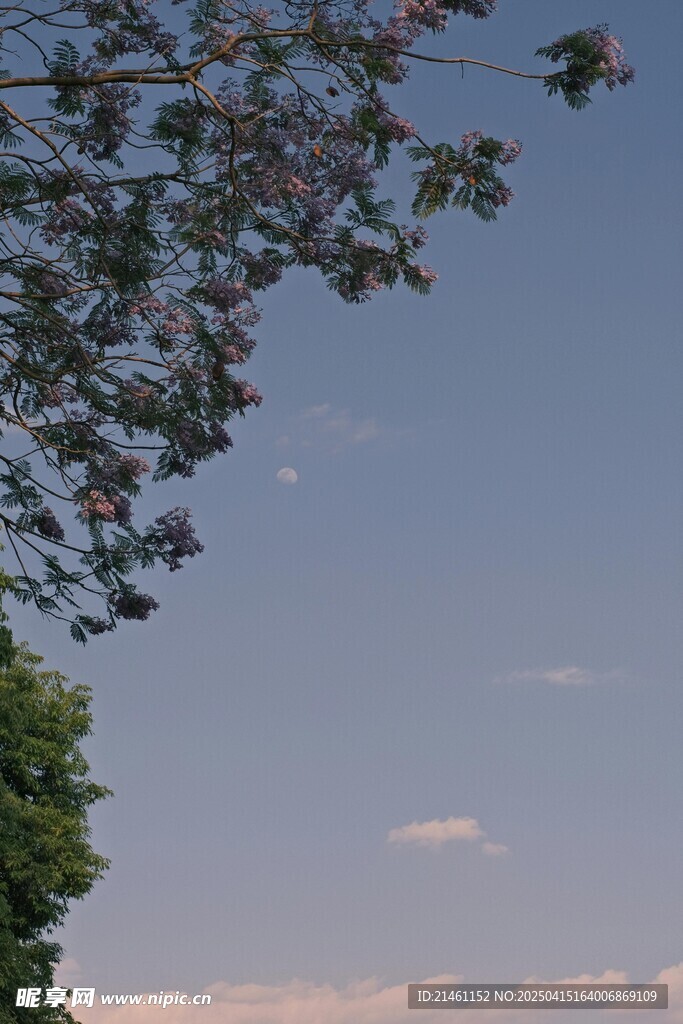 蓝花楹