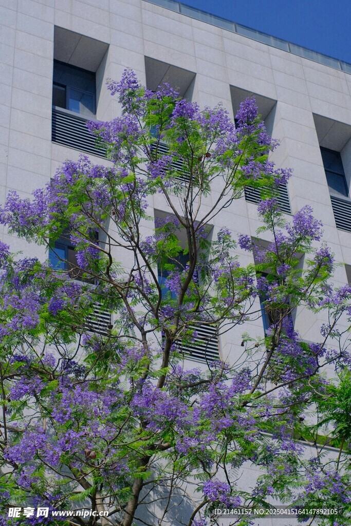 蓝花楹