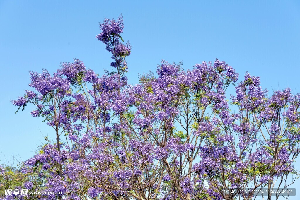 蓝花楹