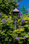 蓝花楹