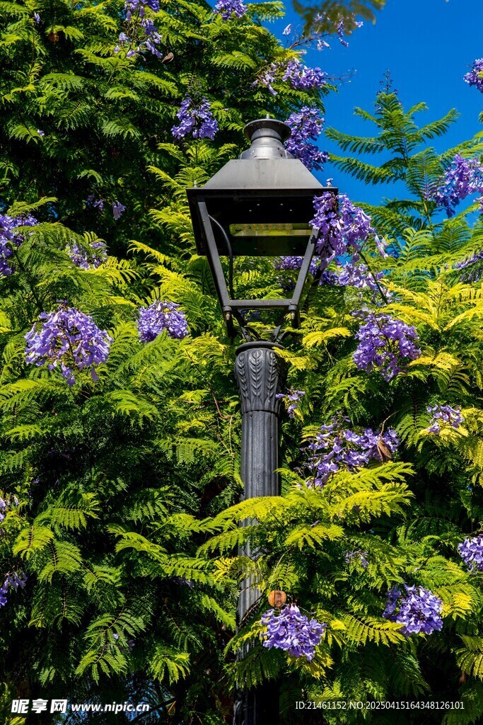 蓝花楹