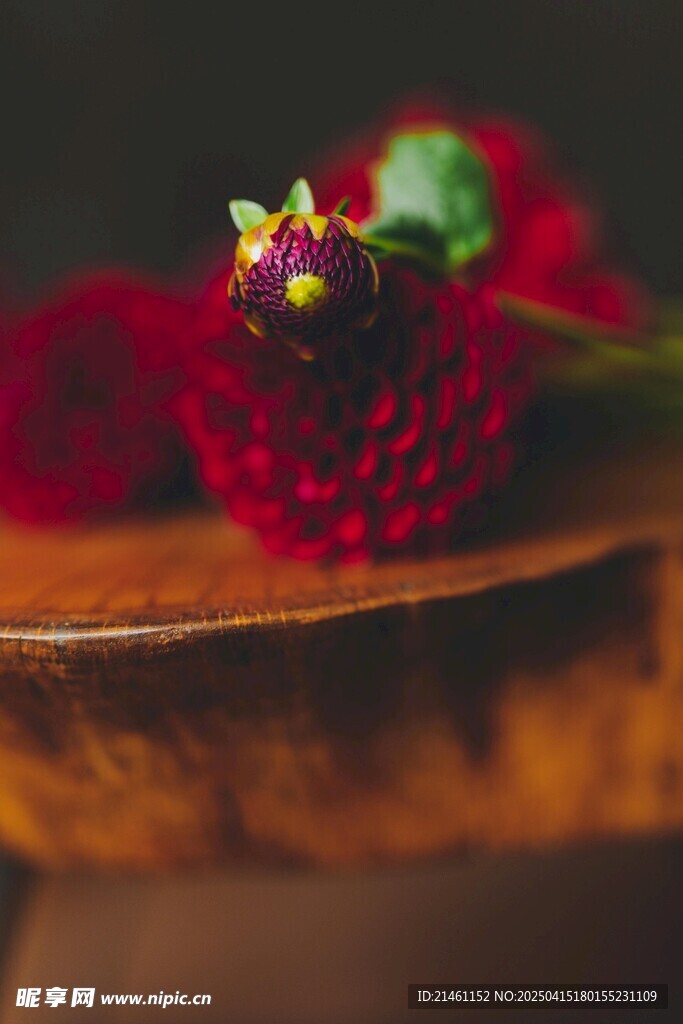 大丽花