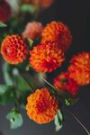 大丽花