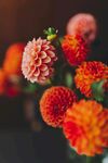 大丽花
