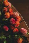 大丽花