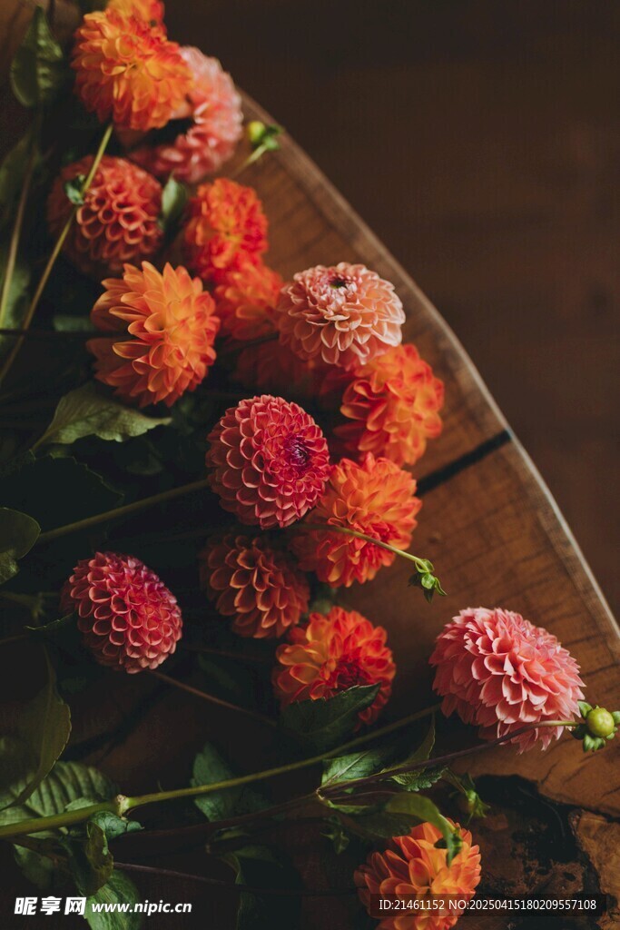 大丽花