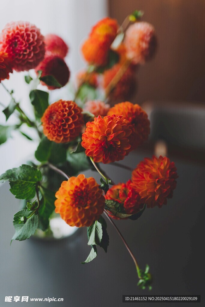 大丽花
