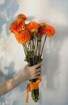 大丽花