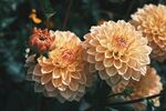 大丽花