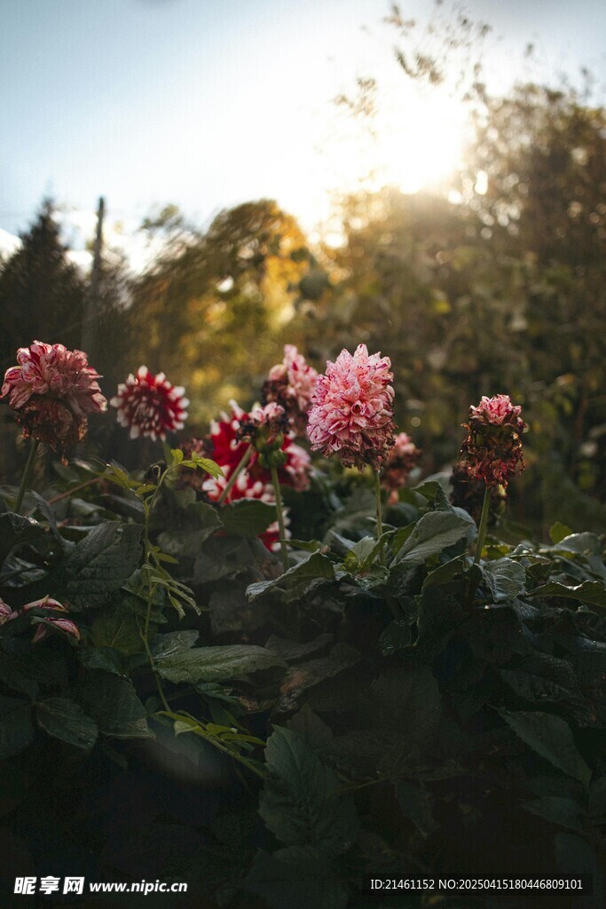 大丽花